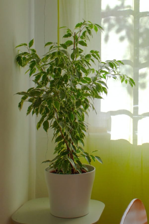 Aralia Ming - immagine 2