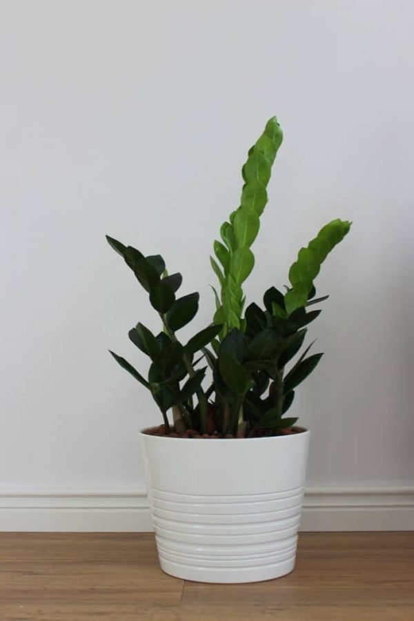 Zz Plants - immagine 2