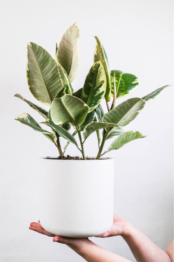 Calathea Beauty Star - immagine 2