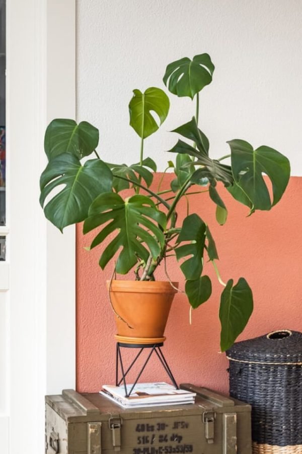 Monstera Deliciosa - immagine 2